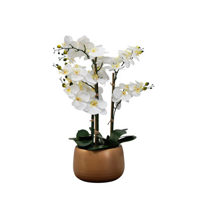 Vaporisateur d'orchidées dans un vase