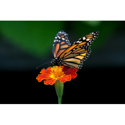 Butterfly On Flower - Wrapped Canvas Print