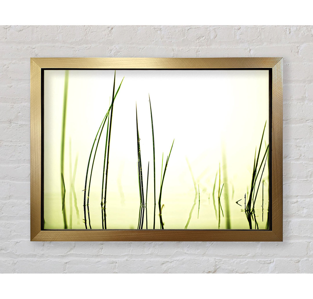 Kunstdruck Water Grass