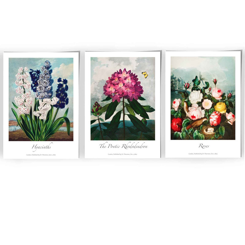 Vintage Cottage Garden Flowers Set by Robert John Thornton - 3 Piece No Frame Painting Set, 50cm H x 120cm W