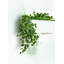 Brosse réaliste Pothos