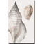 «Tonal Shell on Cream I» par Lanie Loreth - Peinture-1073259305-1073259304