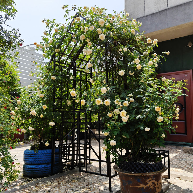 Arche de jardin en métal avec barrière W58,07 * H97,24