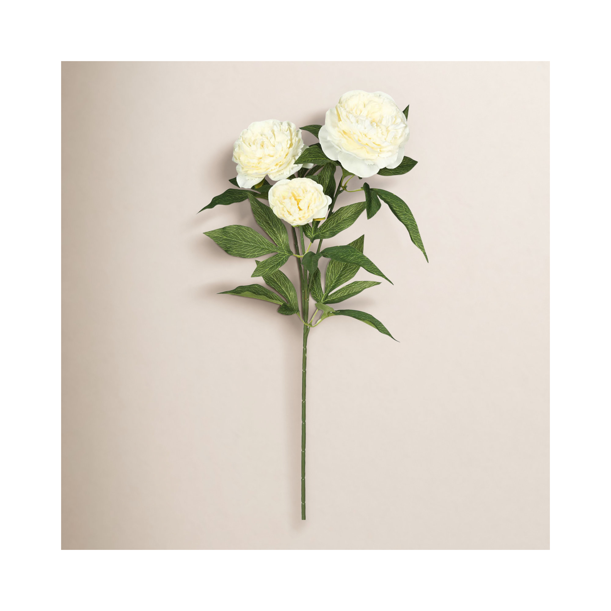 Rose Spray, Cream