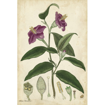 Antique Hibiscus by Henry Andrews - Wrapped Canvas Painting