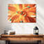 Plante grasse orange Harnek-107703317