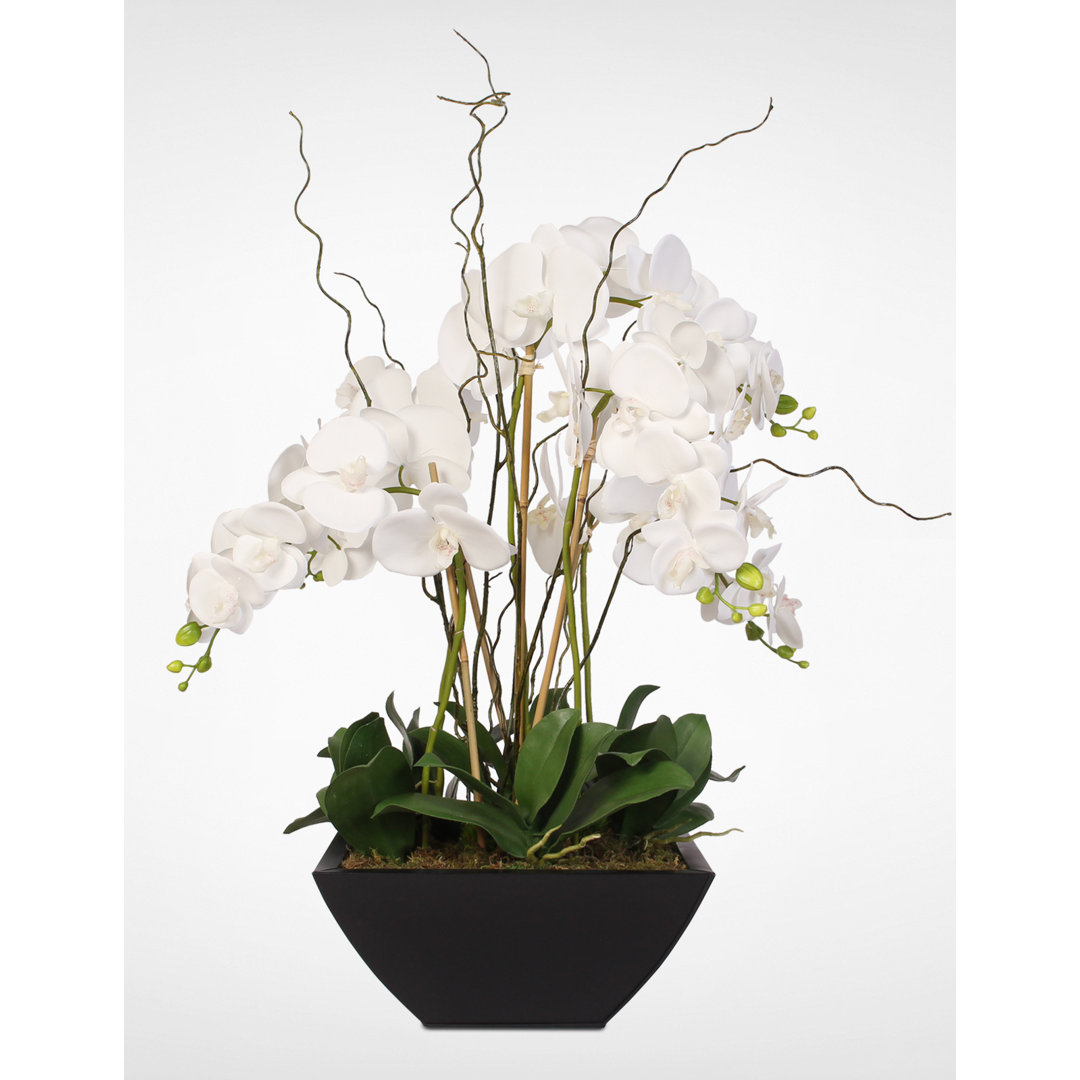 Orchid Arrangement in Pot Jenny Silks