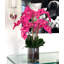 Blooming Orchid in Vase-931651913