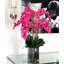 Orchidée en fleurs dans un vase-68766511