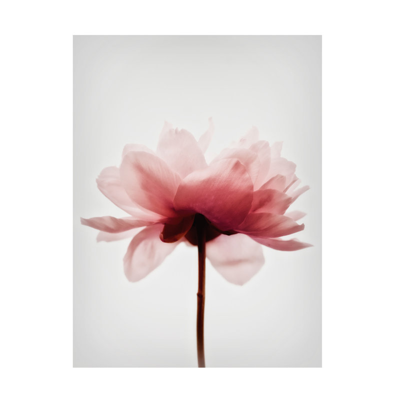 Art sur toile pivoine rose Bolz, H 24 po x l 18 po