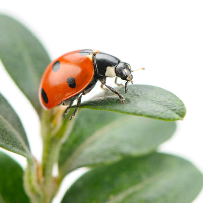 Coccinelle sur feuille verte par Alinamd