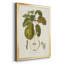 Vintage Pears IV - reproduction de cadre photo sur toile-1556079442-1556079444