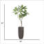 Arbre à fruit / violon 87 po H 87 po, véritable intérieur / extérieur, en pot rond (H 42 po x 42 po x 67 po)-97938318