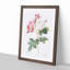 Damask Roses in Pink by Pierre-Joseph Redoute - Picture Frame Painting Print-55491078-55491077