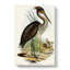 Great-Billed Heron by Elizabeth Gould - Wrapped Canvas Painting-55359605