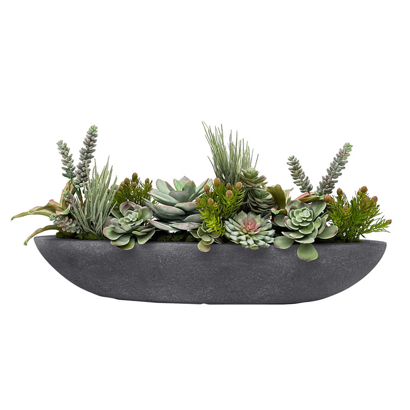 Succulents In Boat