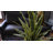 41'' Faux Agave Tree in Fiberstone Planter