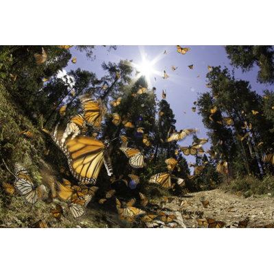 " Monarch Butterfly "