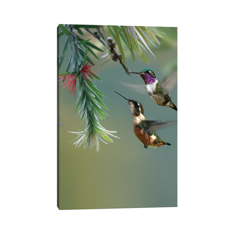 White-Bellied Woodstar Hummingbird Male And Female Feeding On Flower, Costa Rica by Tim Fitzharris - Wrapped Canvas Print