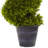 Grass Spiral Topiary