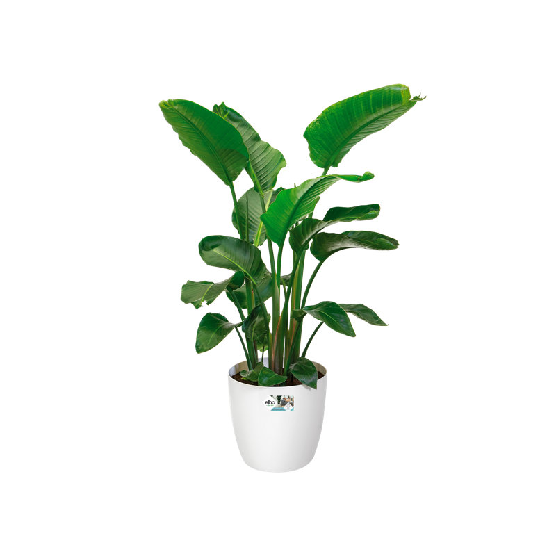 Pot Planter, White, 43.5cm H x 46.5cm W x 46.5cm D