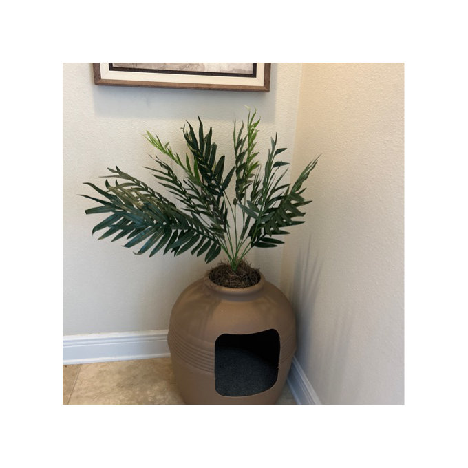 3 gallon philodendron Philodendron Brandtianum 3 Gallon Large Plant Totem Pole – Edens Tropical main image 0