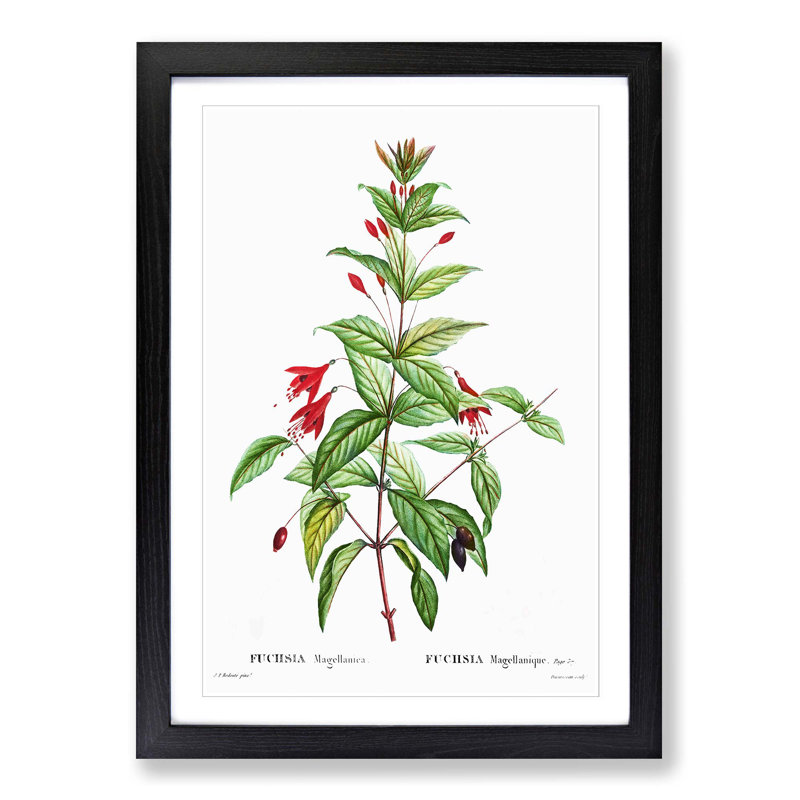 Fuchsia Flowers by Pierre-Joseph Redoute - Picture Frame Painting Print, Black Framed, 48cm H x 36cm W x 2cm D