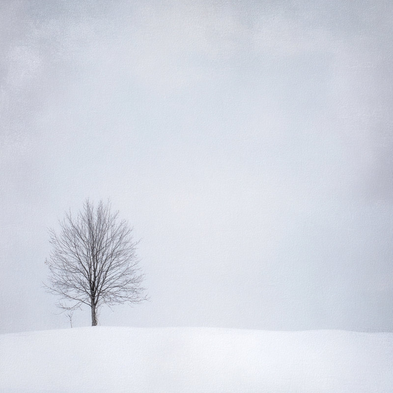 «White Horizon Tree», art mural sur toile tendue, L 40 po x H 40 po x P 1,5 po