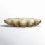 Arlene Coastal Decorative Magnesia Clamshell