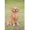 Animals Weather Resistant Water Resistant UV Resistant Polyresin Garden Statue