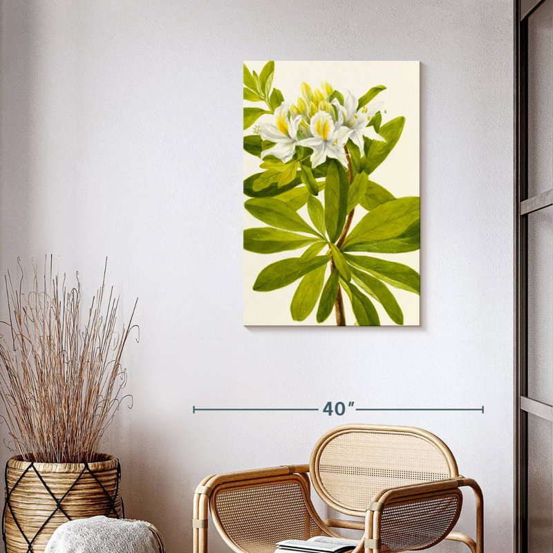 Rhododendron occidental, H 36 po x l 24 po