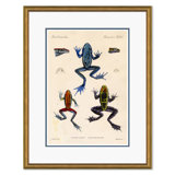 Frogs Giclee Print by Soicher Marin Archives