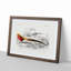Male Golden Pheasant by Charles d' Orbigny - Picture Frame Art Print-55576709-55576710