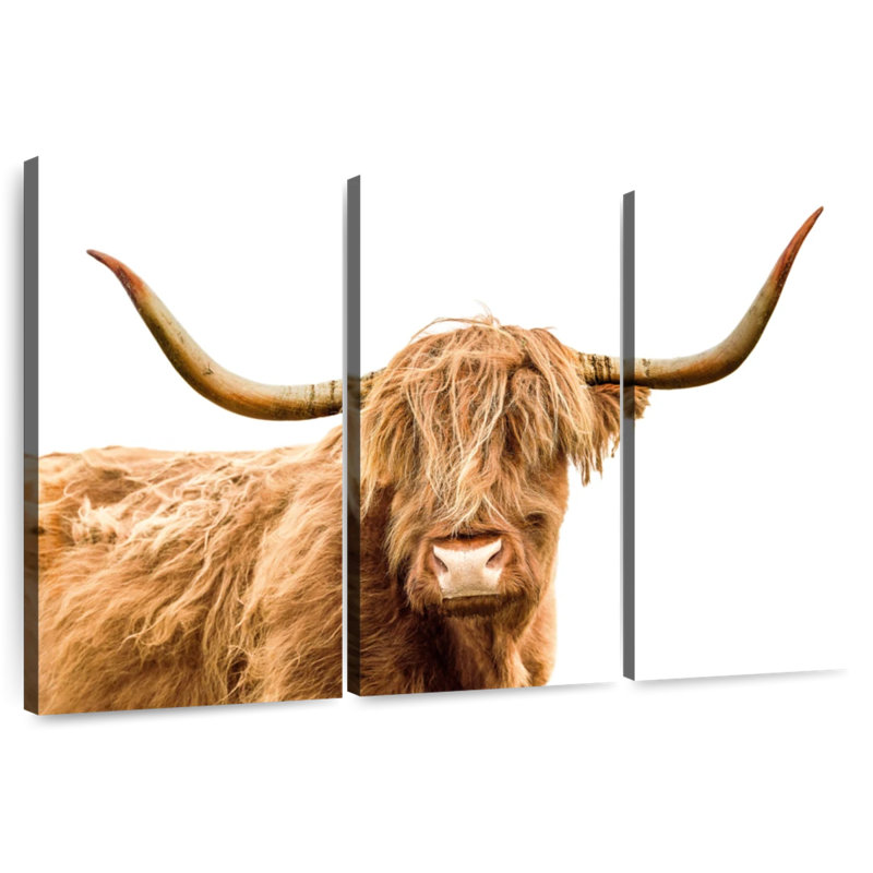 Brampt Looking At You Scottish Highland Cow, 28" H x 45" W