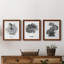 B&W d'intérieur plante I - ensemble de 3 peintures sur toile encadrées-2044643275-2044643278