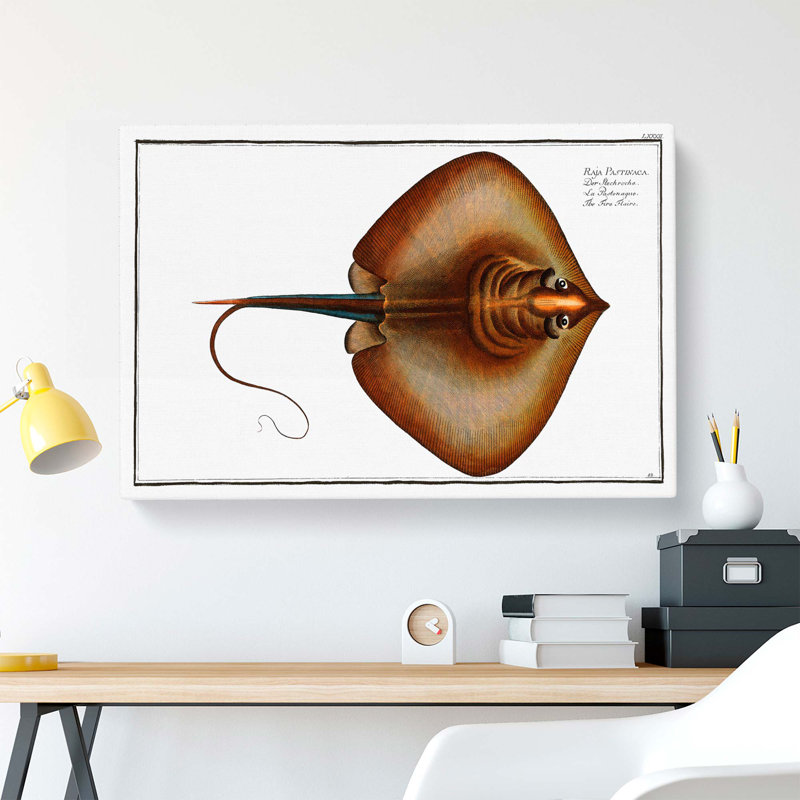 Stingray by M.E. Bloch - Wrapped Canvas, 50cm H x 76cm W x 3cm D