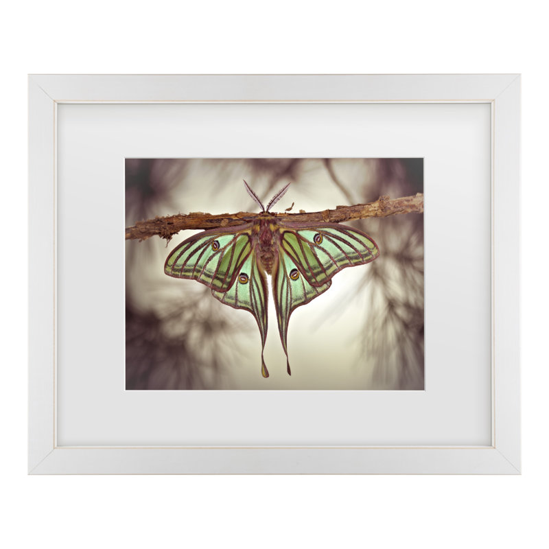Jimmy Hoffman Mariposa Isabelina, H 13 po x l 16 po, Blanc