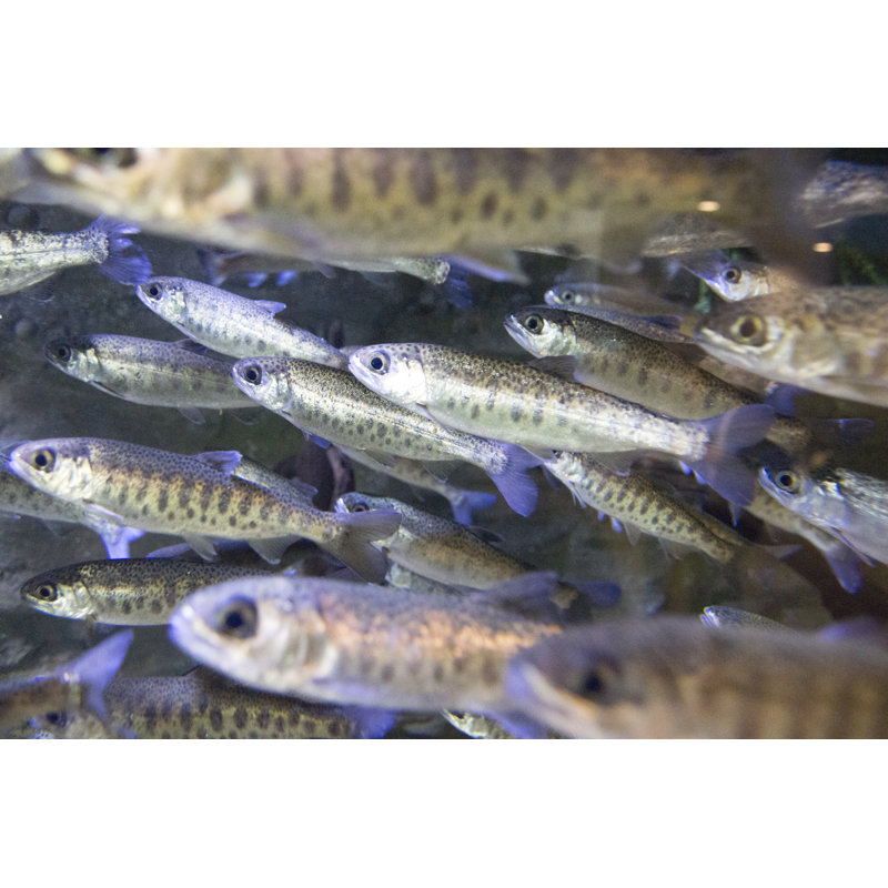 School of Coho Salmon par Hailshadow, H 8 po x l 12 po
