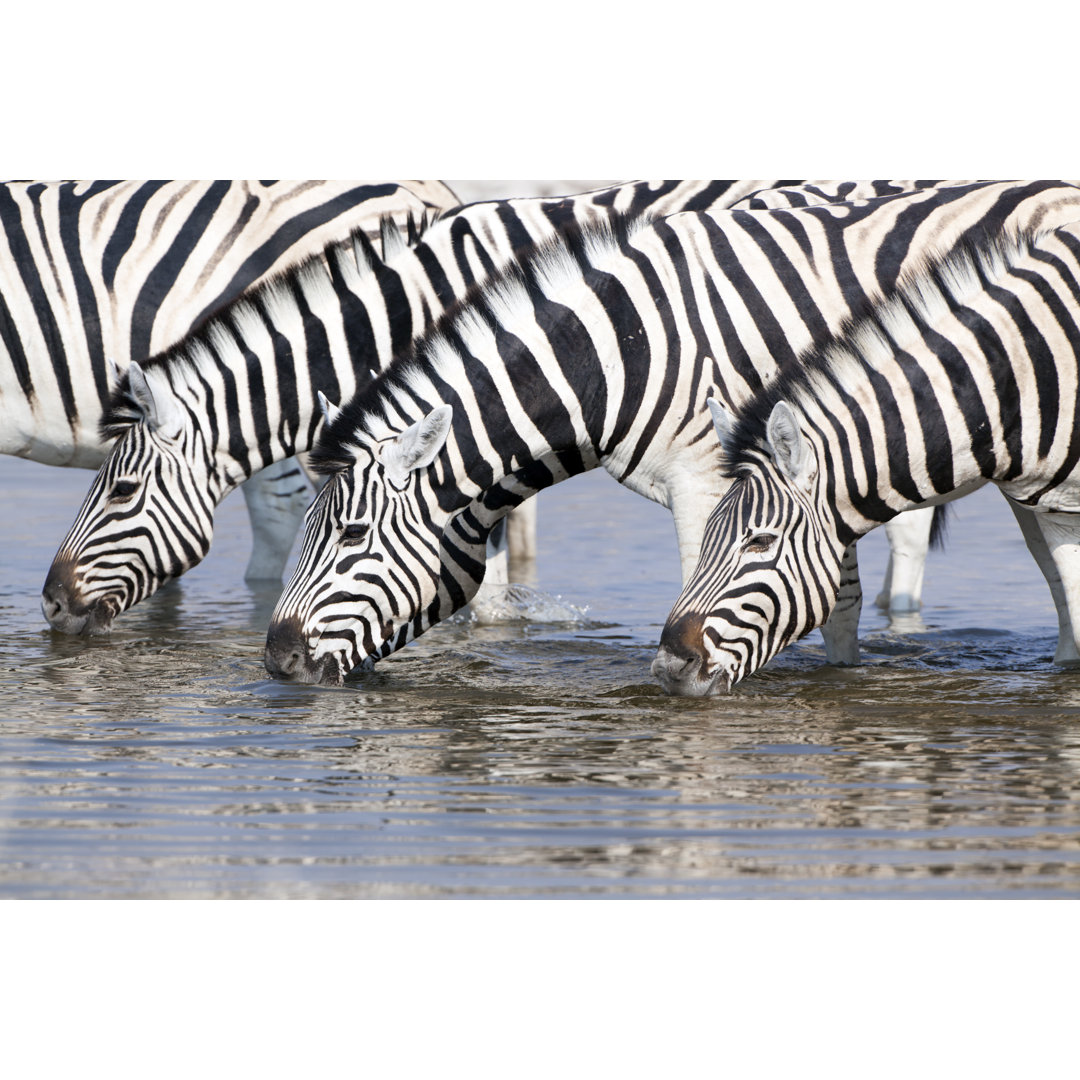 Zebras trinken an einem Wasserloch von Angelika - Kunstdrucke auf Leinwand ohne Rahmen