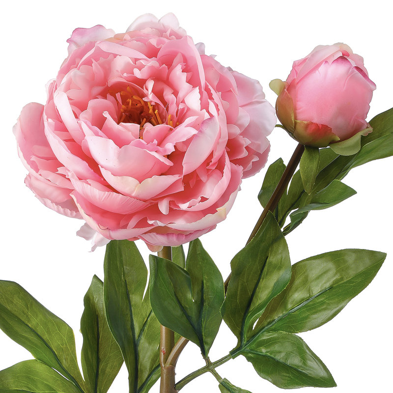 Pivoine de jardin 26 po Just Cut, Rose, H 26 po x l 9 po x P 6 po