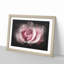 Pretty in Pink Rose Flower - Picture Frame Graphic Art Print-56861772-56861774