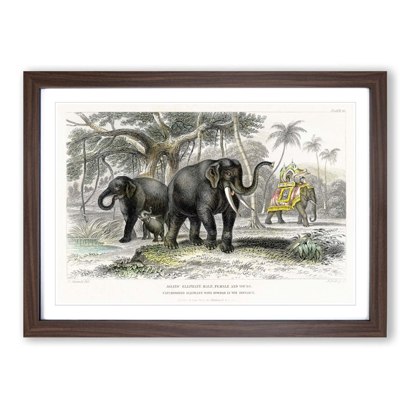 Asian Elephants by Oliver Goldsmith - Single Picture Frame Painting, 45cm H x 63cm W x 2cm D, Walnut