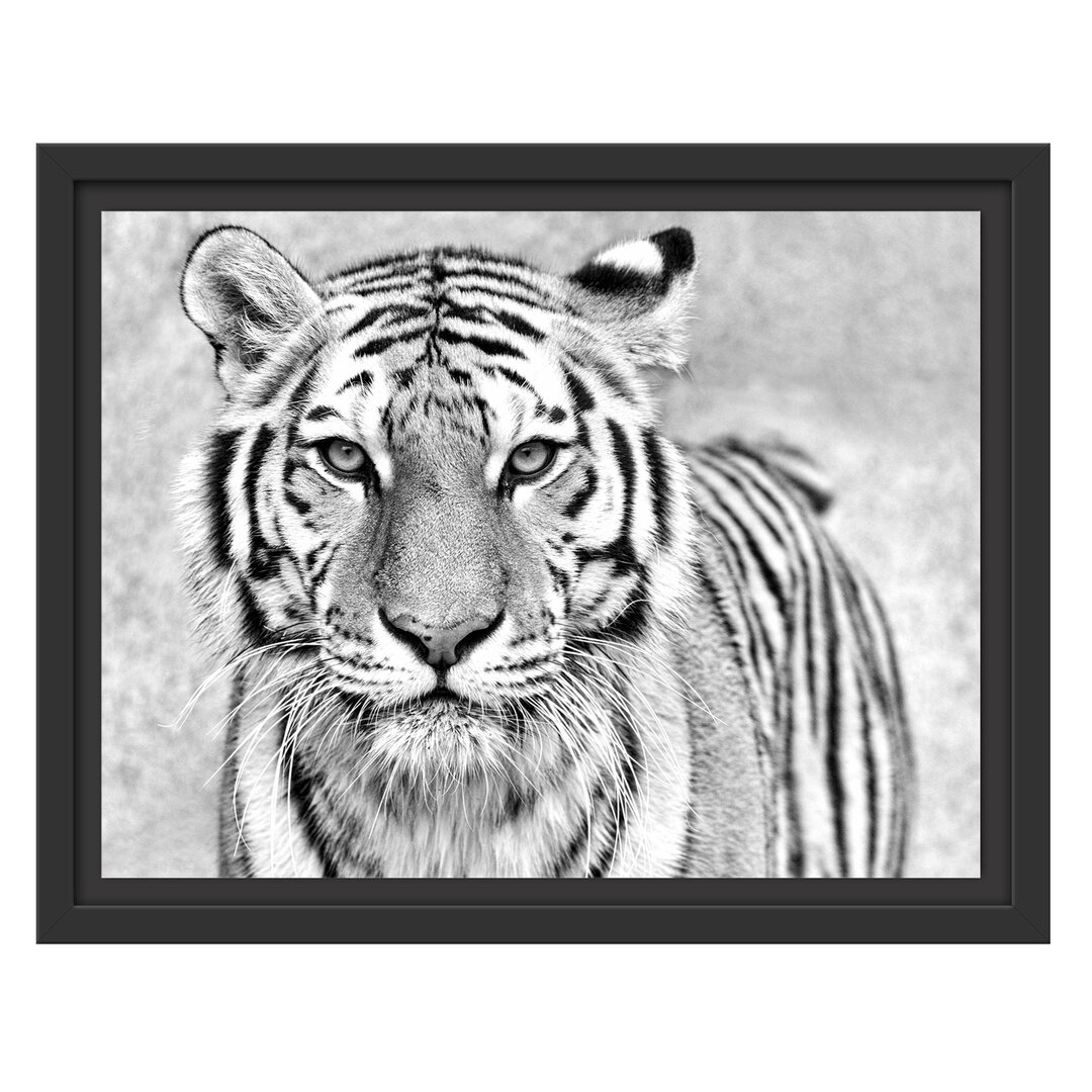 Gerahmtes Wandbild Anmutiger Tiger in B&W