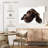 Brampt Chocolate Colored Labrador-107869032