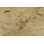 Tapis unique 5 pi 11 po x 6 pi Hadlea