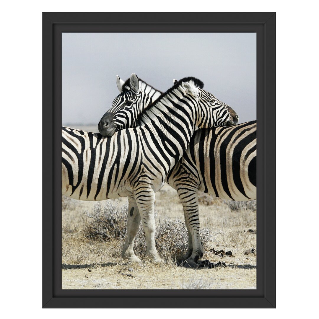 Gerahmtes Wandbild Schmusende Zebras