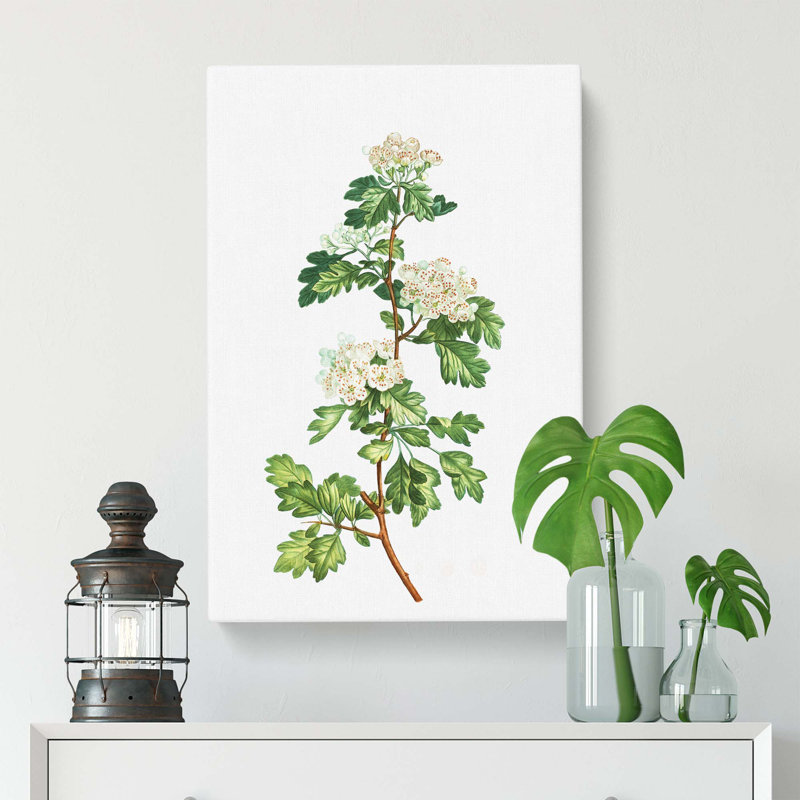 Hawthorn Flowers by Pierre-Joseph Redoute - Wrapped Canvas Painting, 61 cm H x 40.6 cm W
