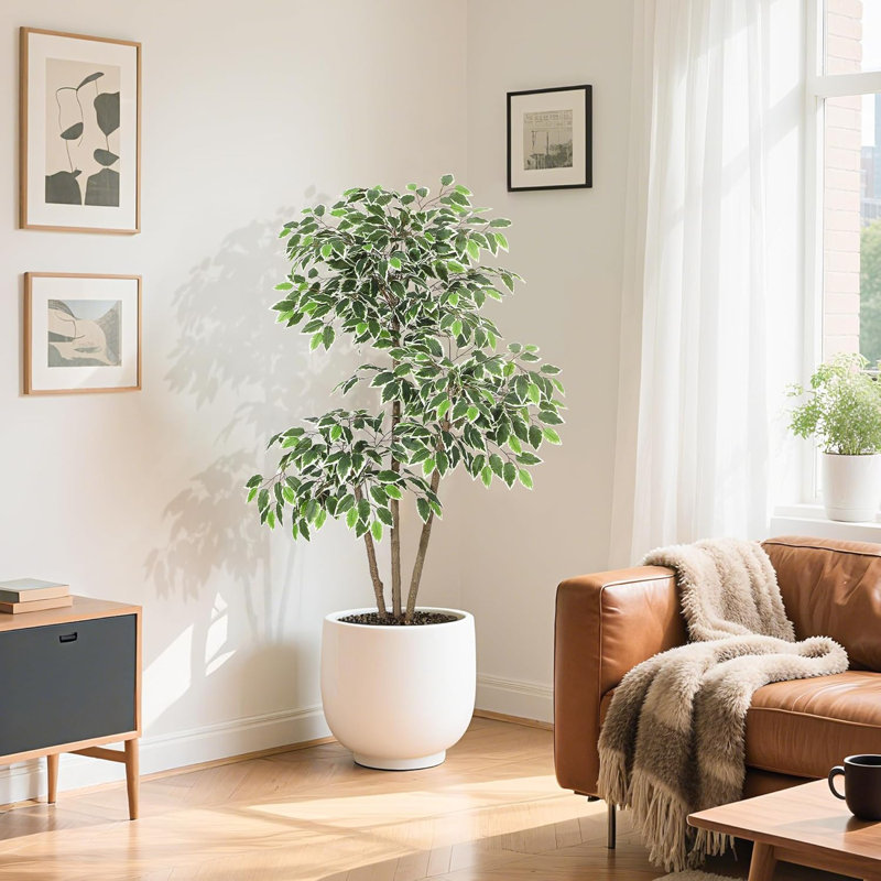60cm Plant