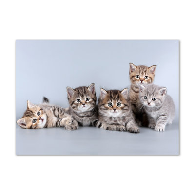 Five Cats - No Frame Print on Canvas