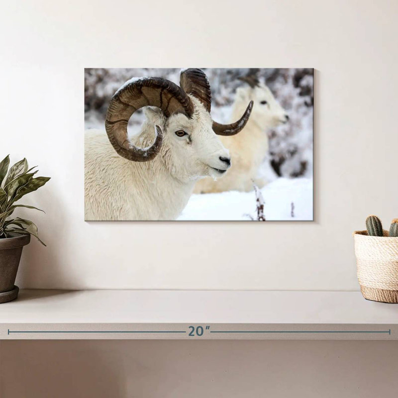 Mouton d'hiver